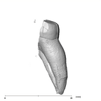 SK 882 Paranthropus robustus ULM mesial