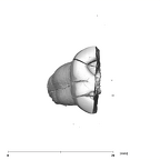 SK 882 Paranthropus robustus ULM occlusal