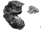 SK 884 Paranthropus robustus LLC mastoid fragments 2