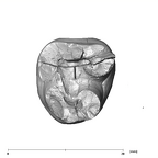 SK 885 Paranthropus robustus LLM3 apical