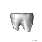 SK 885 Paranthropus robustus LLM3 buccal