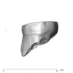 SK 885 Paranthropus robustus LLM3 distal