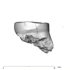 SK 885 Paranthropus robustus LLM3 mesial