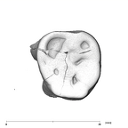 SK 885 Paranthropus robustus LLM3 occlusal