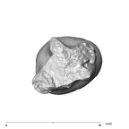 SK 88 Paranthropus robustus LLP4 apical