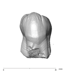 SK 88 Paranthropus robustus LLP4 buccal