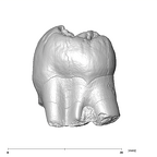 SK 88 Paranthropus robustus LLP4 distal