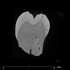 SK 88 Paranthropus robustus LLP4 internal