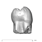 SK 88 Paranthropus robustus LLP4 mesial
