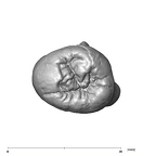 SK 88 Paranthropus robustus LLP4 occlusal