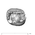 SK 89a Paranthropus robustus ULM1 apical