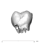 SK 89a Paranthropus robustus ULM1 buccal