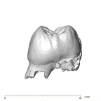 SK 89a Paranthropus robustus ULM1 distal