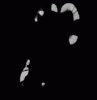 SK 89a Paranthropus robustus ULM1 gif