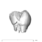 SK 89a Paranthropus robustus ULM1 lingual