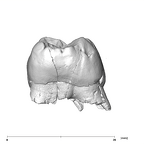 SK 89a Paranthropus robustus ULM1 mesial