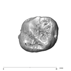 SK 89a Paranthropus robustus ULM1 occlusal