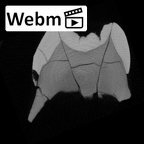 SK 89a Paranthropus robustus ULM1 ct stack movie