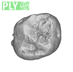 SK 89a Paranthropus robustus ULM1 ply
