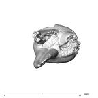 SK 90 Paranthropus robustus ULDM2 apical