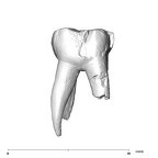 SK 90 Paranthropus robustus ULDM2 buccal