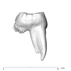 SK 90 Paranthropus robustus ULDM2 distal