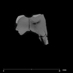 SK 90 Paranthropus robustus ULDM2 internal