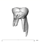 SK 90 Paranthropus robustus ULDM2 lingual