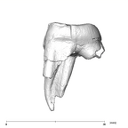 SK 90 Paranthropus robustus ULDM2 mesial