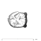 SK 90 Paranthropus robustus ULDM2 occlusal