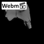 SK 90 Paranthropus robustus ULDM2 ct stack movie