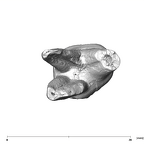 SK 91 Paranthropus robustus URDM1 apical