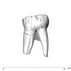SK 91 Paranthropus robustus URDM1 buccal