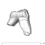 SK 91 Paranthropus robustus URDM1 distal