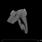 SK 91 Paranthropus robustus URDM1 internal