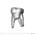 SK 91 Paranthropus robustus URDM1 lingual