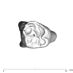SK 91 Paranthropus robustus URDM1 occlusal
