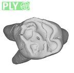 SK 91 Paranthropus robustus URDM1 ply