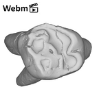SK 91 Paranthropus robustus URDM1 ply movie