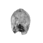 SK 92 Paranthropus robustus URC