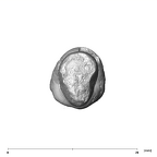 SK 93 Paranthropus robustus ULC apical