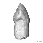 SK 93 Paranthropus robustus ULC distal