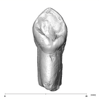 SK 93 Paranthropus robustus ULC lingual