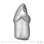 SK 93 Paranthropus robustus ULC mesial