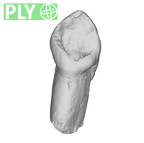 SK 93 Paranthropus robustus ULC ply