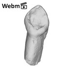 SK 93 Paranthropus robustus ULC ply movie