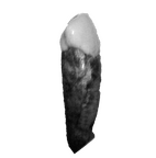 SK 94 Paranthropus robustus LRC