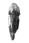 SK 95 Paranthropus robustus ULC