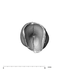 SK 96 Paranthropus robustus LLC apical