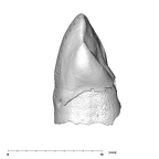 SK 96 Paranthropus robustus LLC distal